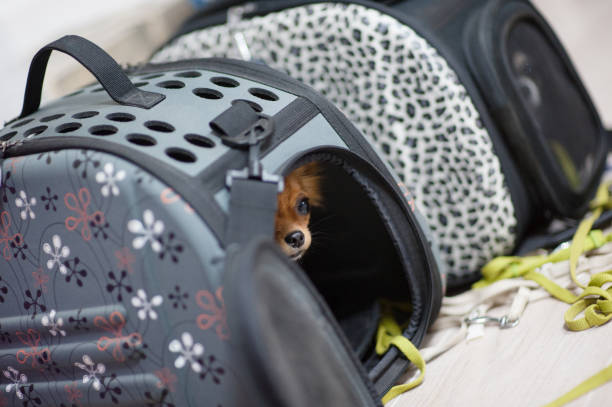 little brown chihuahua dog sitting inside transportation case ready for trip