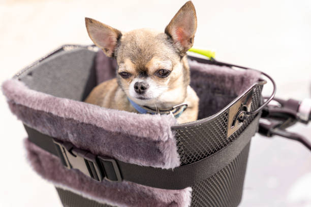 the dog sits in the basket of the bike and looks around. pet. Close-up of a chihuahua sticking out of a bicycle basket. journey