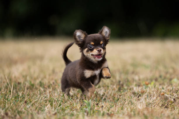 Long haired chihuahua puppy playing