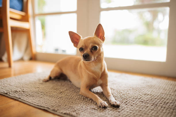 Cute chihuahua dog lying comfortably in a well-lit living room.