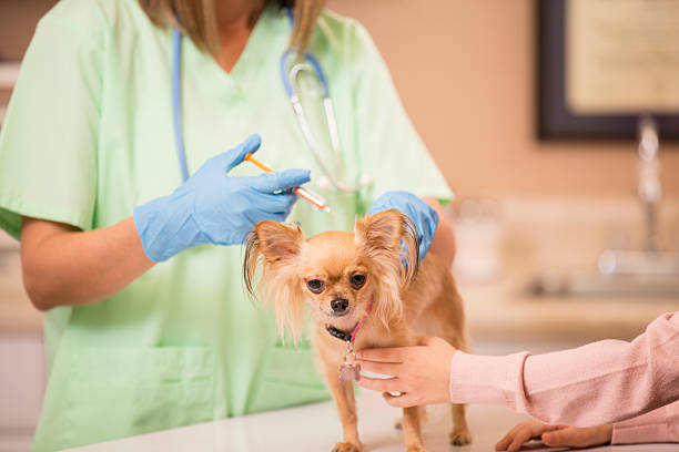 Cute Chihuahua dog gets love and affection as she is getting her annual vet check up by a kind female doctor. She is getting her yearly vaccinations. Her little girl pet owner consoles her during the exam.  Doctor's office or animal hospital.