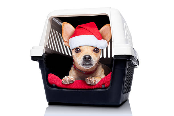 chihuahua dog inside a box or crate for animals, as christmas present,  isolated on white background