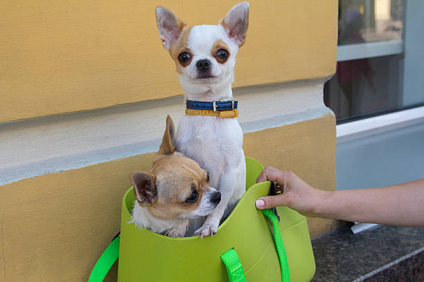 Two funny chihuahua in the green bag. Pets