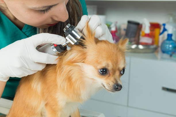 Pritty dog getting a checkup at the veterinarian office