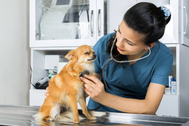 Nurse Listening to a Dog's Heartbeat